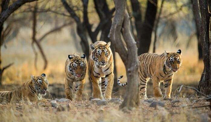 wildlife-destinations-in-india